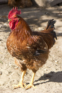 Close-up of rooster on land