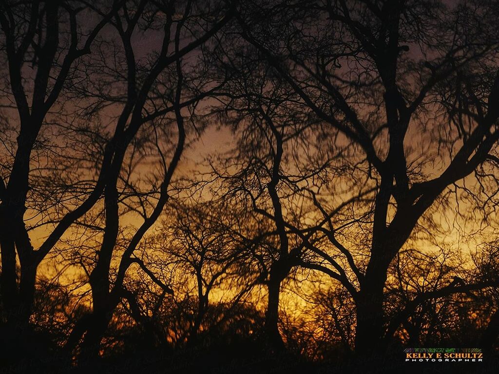 tree, silhouette, sunset, branch, tranquility, bare tree, tranquil scene, scenics, beauty in nature, nature, sky, orange color, idyllic, growth, tree trunk, landscape, outdoors, dark, non-urban scene, no people