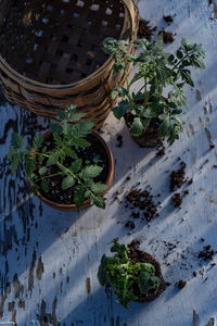 Table top view of gardening or potting bench with young tomato plants, clay pot, garden basket