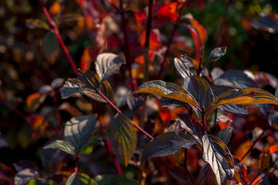 Close-up of autumn leaves on land