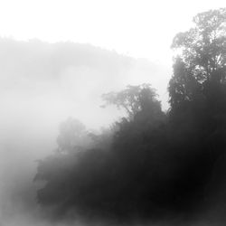 Trees in forest against sky