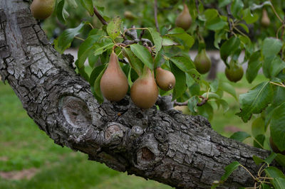 Close-up of fruits growing on tree