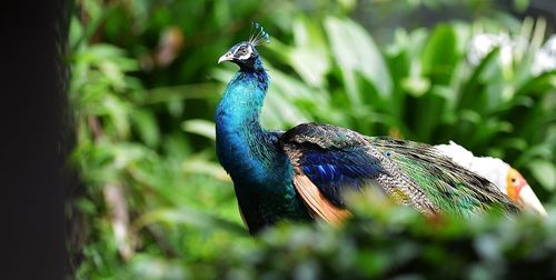 Peacock on blue flower
