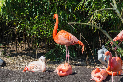 Close-up of flamingos by plants 