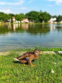 Close-up of bird on grass by lake against sky