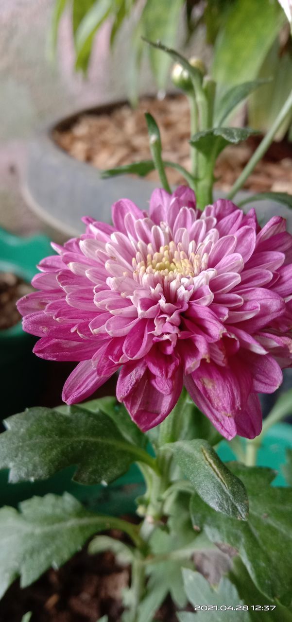 CLOSE-UP OF PINK ROSE FLOWER