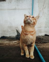 Cat sitting on floor