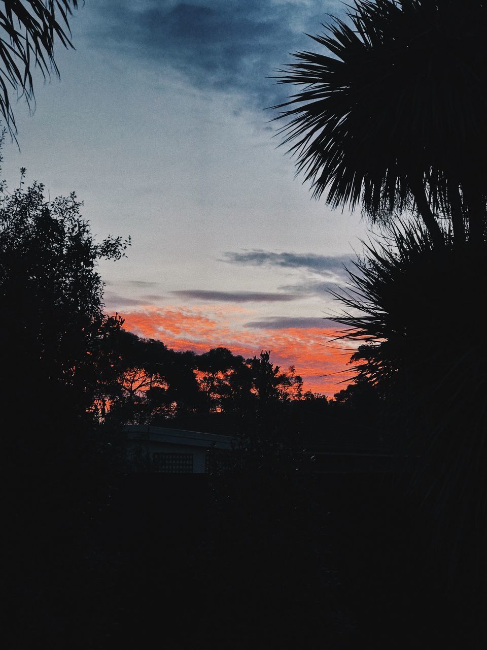 SILHOUETTE TREES AGAINST ORANGE SKY AT SUNSET