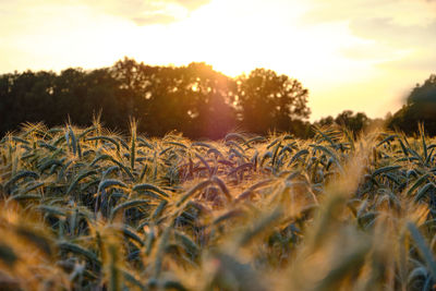 Close-up of plants growing on field against sky during sunset