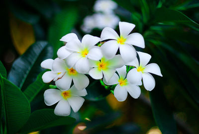 Close-up of white flowering plant