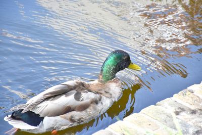 High angle view of mallard duck swimming in lake