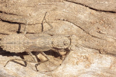 Close-up of an animal