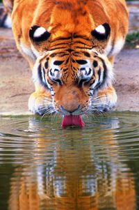 Portrait of lion drinking water