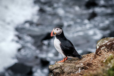 Close-up of bird perching on rock