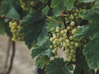 Close-up of grapes growing in vineyard