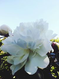 Close-up of white flowering plant against clear sky