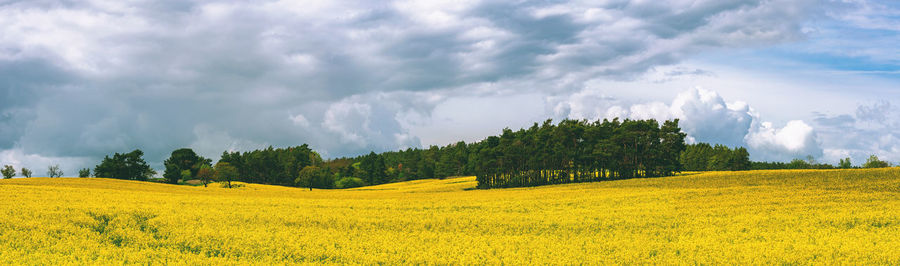 Panoramic view of oilseed rape field against sky