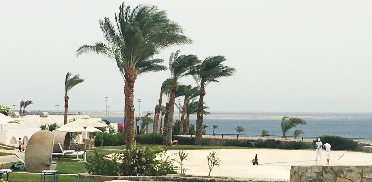 palm tree, sea, tree, water, beach, horizon over water, nature, real people, clear sky, scenics, growth, day, outdoors, tranquil scene, men, beauty in nature, sky, large group of people, swimming pool