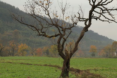 Tree on field against sky