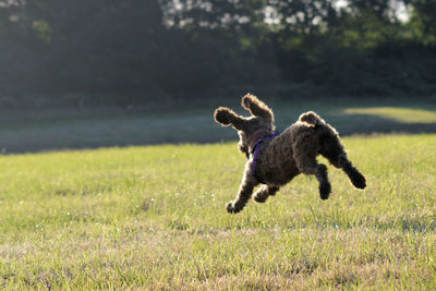 Dog running in field