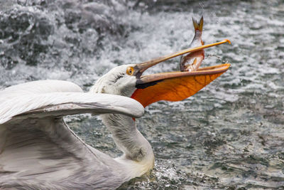 Close-up of bird flying over water