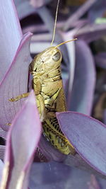 Close-up of insect on leaf