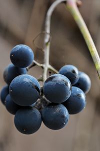 Close-up of grapes