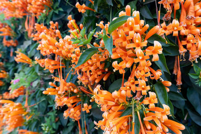 Close-up of orange flowering plants