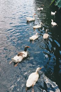 High angle view of swan swimming in lake