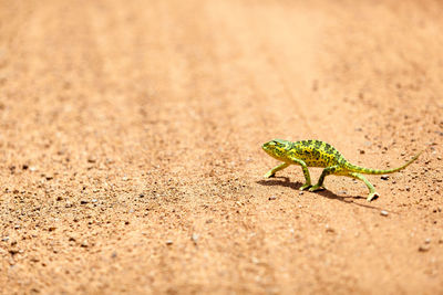 Close-up of a lizard on sand