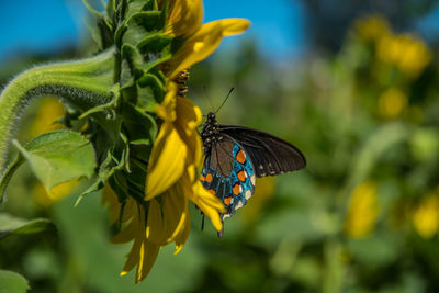 Close-up of butterfly pollinating on yellow flower
