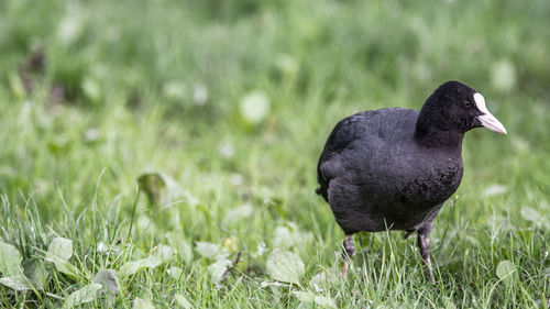 Close-up of a bird on field