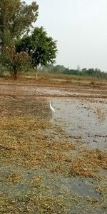 View of bird on land against sky