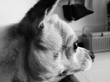 Close-up of a dog looking away