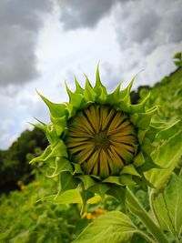 Close-up of flowering plant against sky