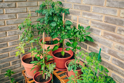 Potted plant against brick wall