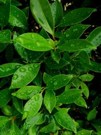 Full frame shot of wet leaves