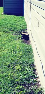 High angle view of plants growing on field