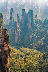 High angle view of pine trees in forest