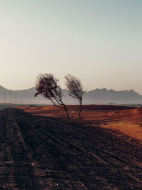 Bare tree on field against sky