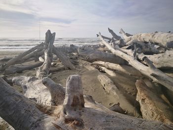 Driftwood on beach