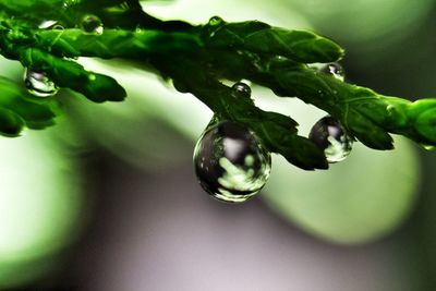 Close-up of water drops on leaf