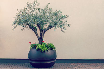 Potted plant on table against wall