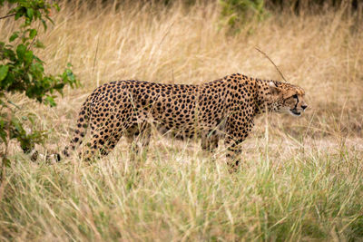 Cheetah on grassy field 