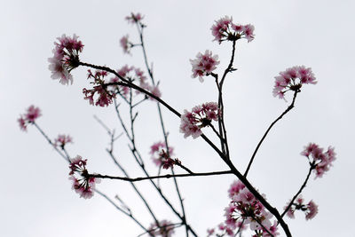 Low angle view of pink flowers against sky