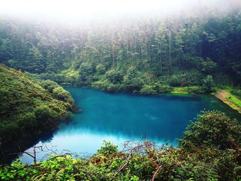 Scenic view of lake in forest