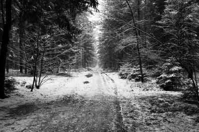 Snow covered road amidst trees in forest