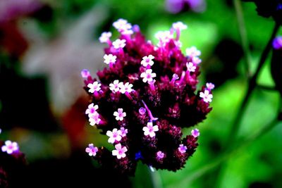 Close-up of pink flowers