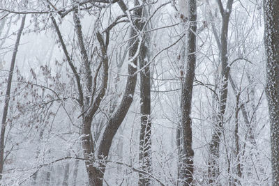 Bare trees in forest during winter