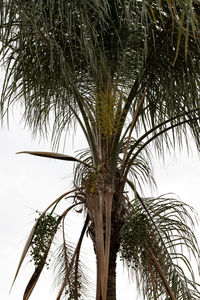 Low angle view of palm tree against sky